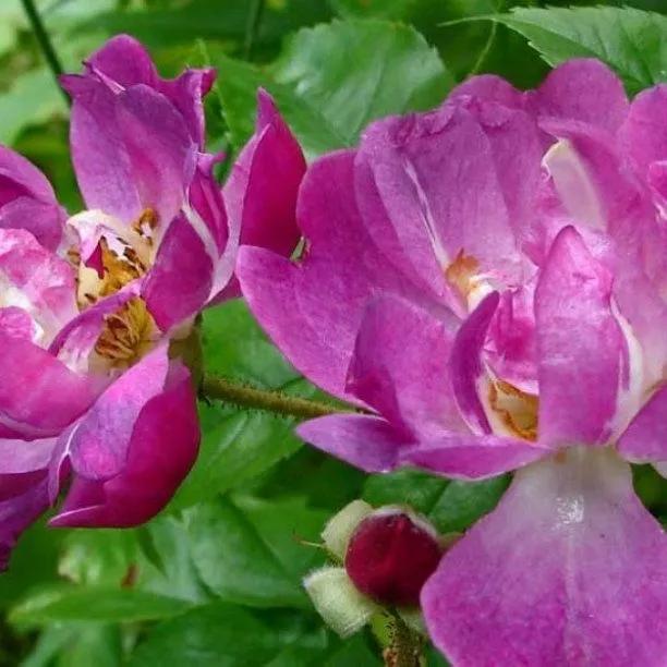 Veilchenblau Rambling Rose Flowers
