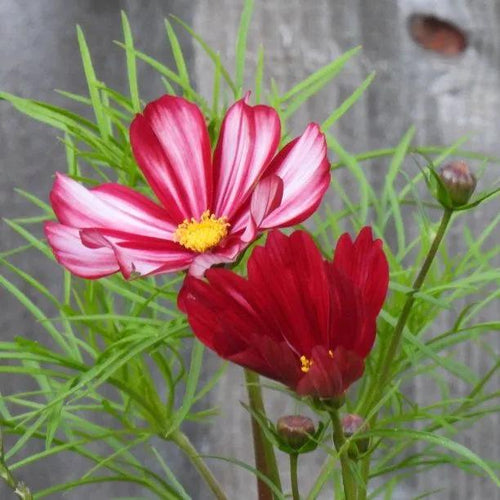 Velouette Cosmos Flowers
