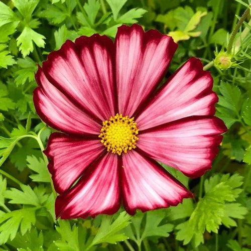 Velouette Cosmos Flowers