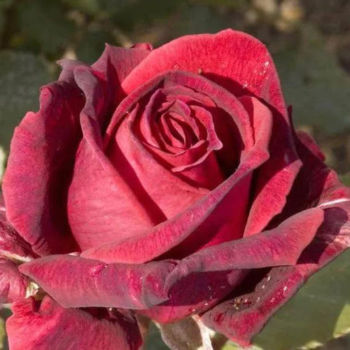 Velvet Fragrance Hybrid Tea Rose Flowers
