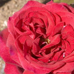 Velvet Fragrance Hybrid Tea Rose Flowers