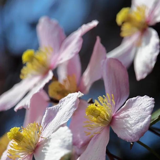 Vera Clematis Flowers