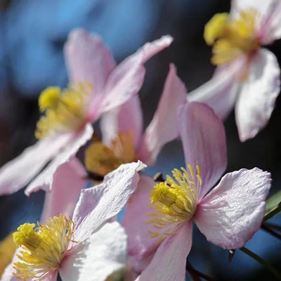Vera Clematis Flowers