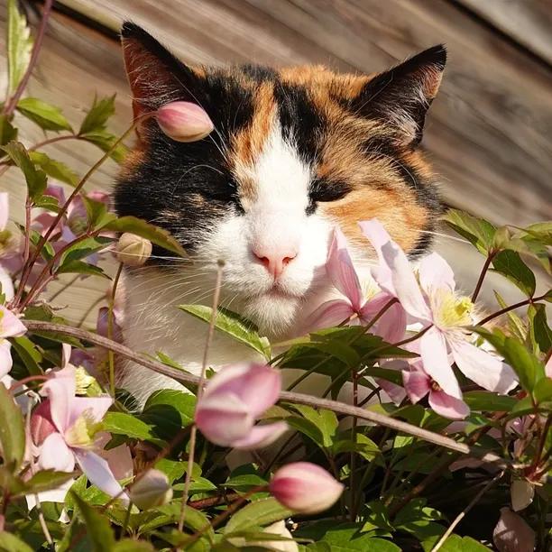 Vera Clematis Flowers