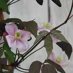 Vera Clematis Flower