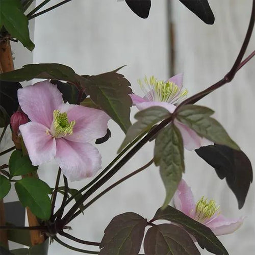 Vera Clematis Flower