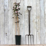 Vera Clematis Plant in 3 Litre Pot