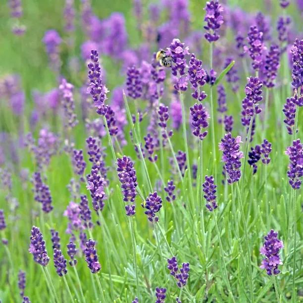 Vera Lavender Flowers
