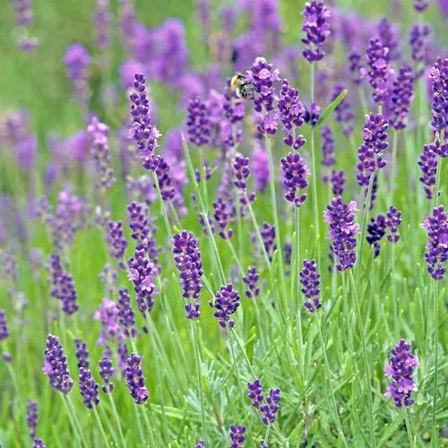 Vera Lavender Flowers