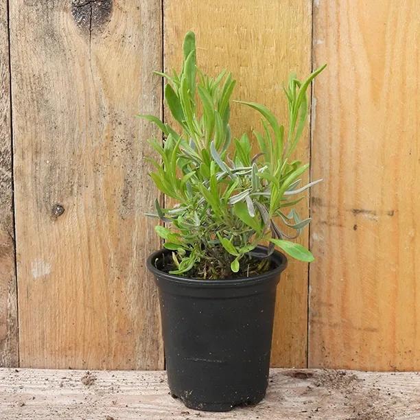 Vera Lavender Plant in 9cm pot (P9)