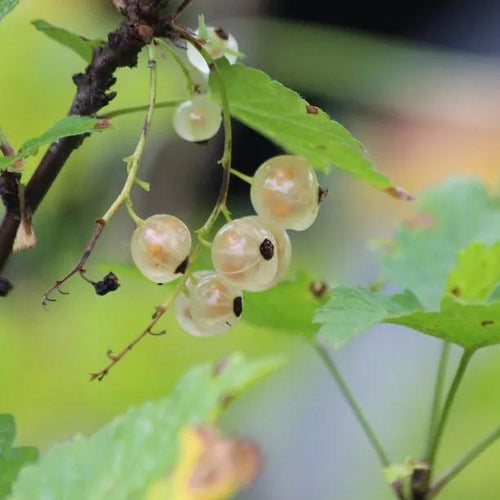 Blanc Versailles Whitecurrants