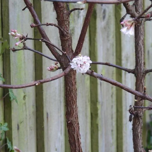Viburnum Dawn Flowers