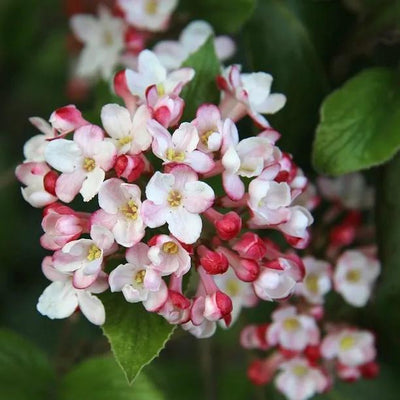 Viburnum Dawn Flowers