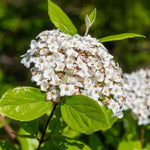 Viburnum tinus Eve Price Blossom