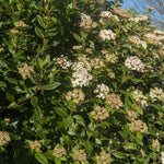 Mature Viburnum tinus Eve Price Hedging in flower