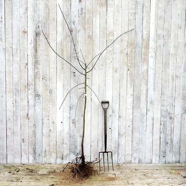 Bareroot Victoria Plum Half Standard Tree