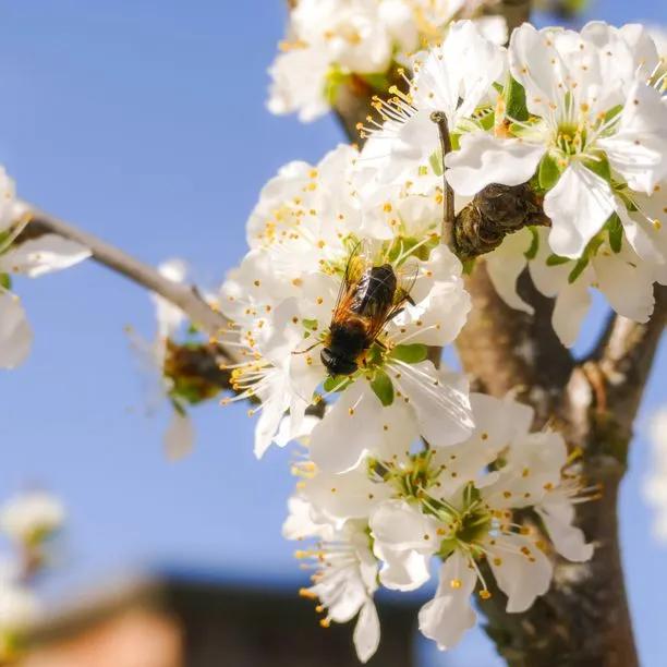 Victoria Plum Tree Flowers