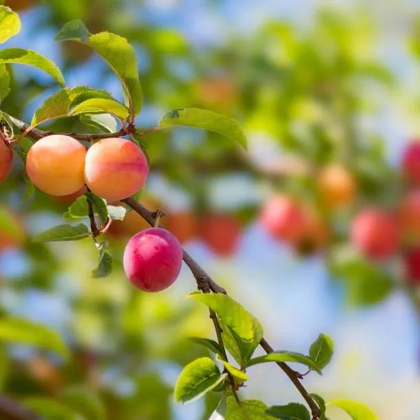 Victoria Plums on the tree
