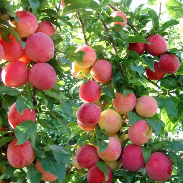 Victoria Plums on the tree