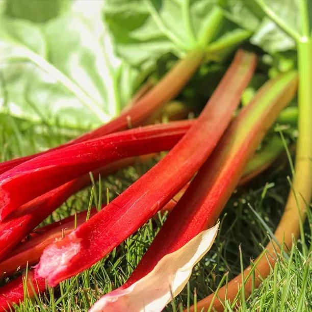 Victoria rhubarb plant showing fresh red stalks and green leaves growing in garden