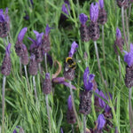 Victory Lavender Flowers