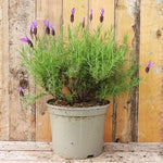 Victory Lavender Plant in 5 litre pot