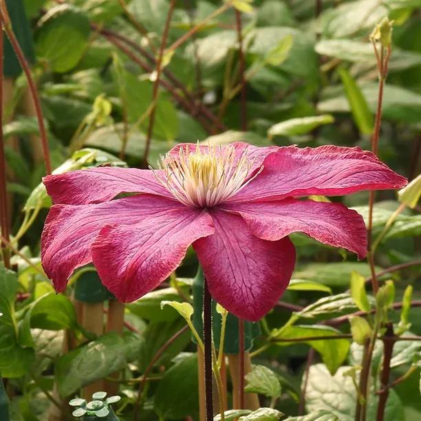 Ville de Lyon Clematis Flowers