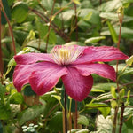 Ville de Lyon Clematis Flowers