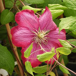 Ville de Lyon Clematis Flower