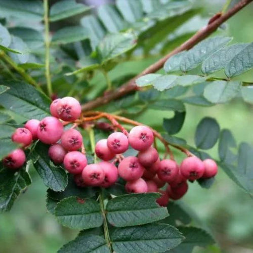 Vilmorin rowan tree berries