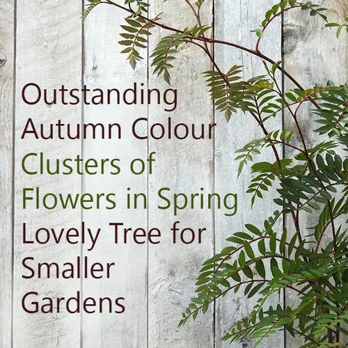 Vilmorin Rowan Tree Leaves