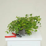 White Periwinkle Plant in 2 Litre Pot