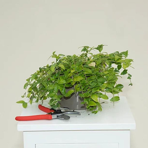 White Periwinkle Plant in 2 Litre Pot