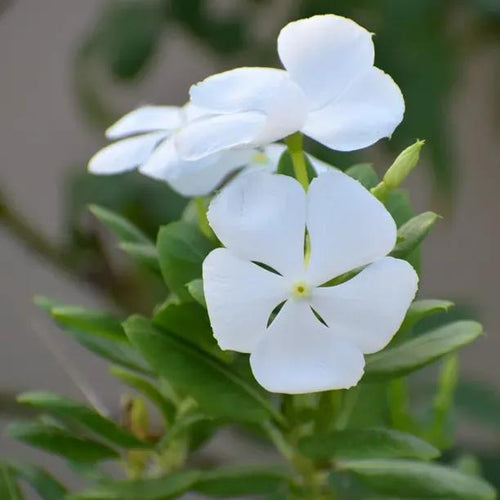 Alba Vinca - Small white periwinkle Flowers