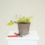 Illumination Periwinkle Plant in 3 Litre Pot