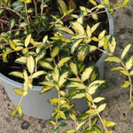 Illumination Periwinkle Plant