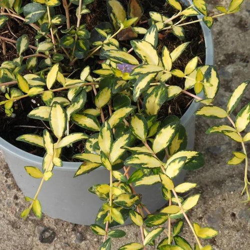 Illumination Periwinkle Plant