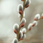 Violet Willow catkins