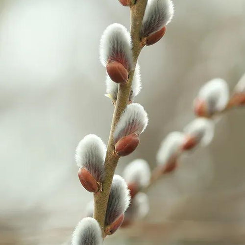 Violet Willow catkins