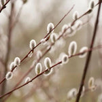 Violet Willow Tree Catkins