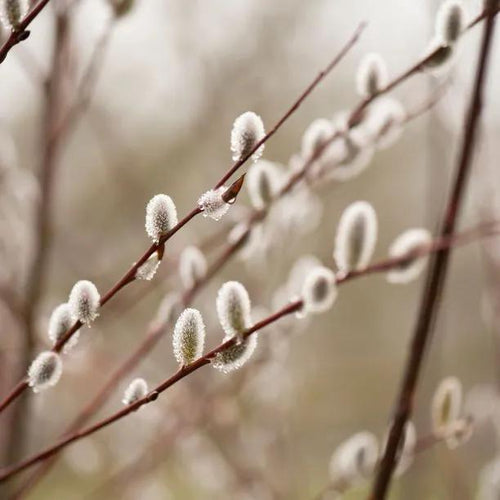 Violet Willow Tree Catkins