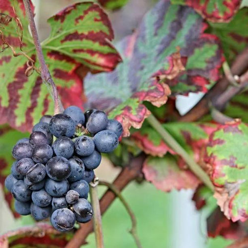 Brandt Grapevine Fruit & Foliage