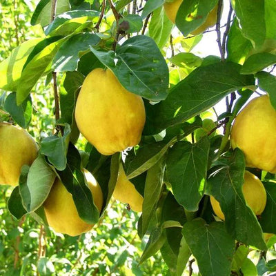 Vranja Quinces on the tree