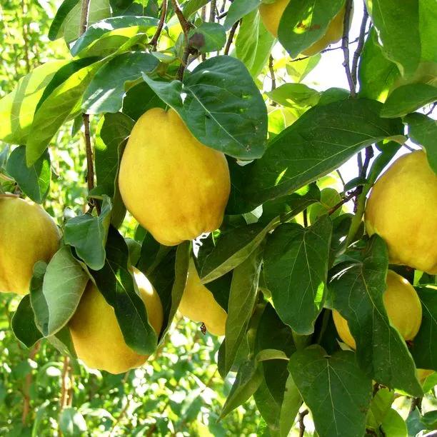 Vranja Quinces on the tree
