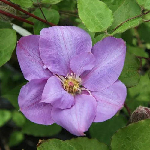 Vyvyan Pennell Clematis Flowers