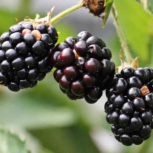 Waldo Blackberries on the bush