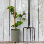 Waldo Blackberry Plant in 3 Litre Pot