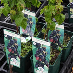 Waldo Blackberry Plants 3 Litre Pots