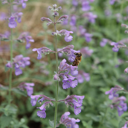 Walker's Low Catmint Plants