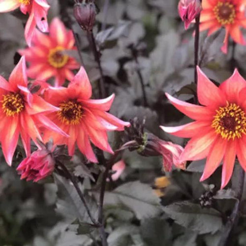 Waltzing Mathilda Dahlia Flowers